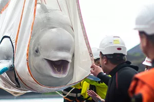 Beluga Whale being rehomed at new Beluga Whale Sanctuary in Iceland thanks to SEA LIFE Trust